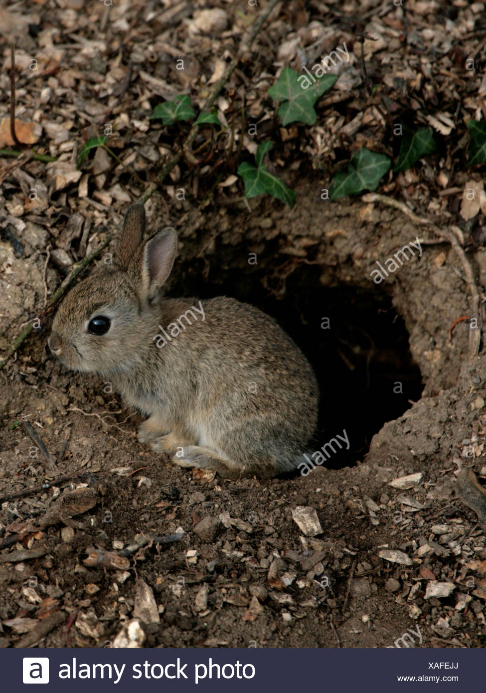 Ein Baby Wild Kaninchen Vor Seinem Bau Stockfotografie Alamy