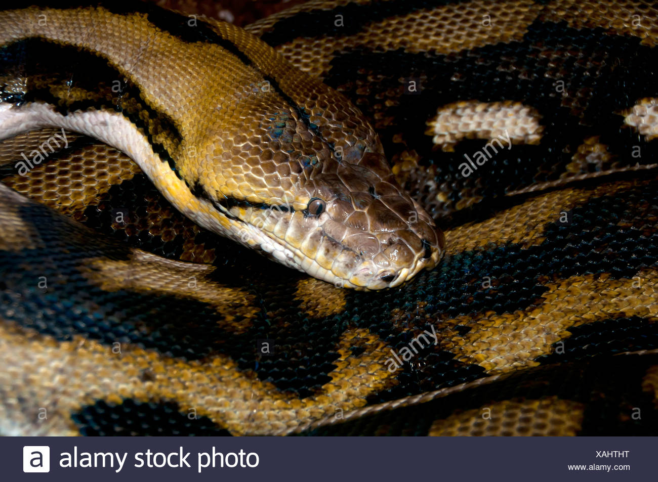 Retikulierte Python Python Reticulatus Stockfotos und -bilder Kaufen ...