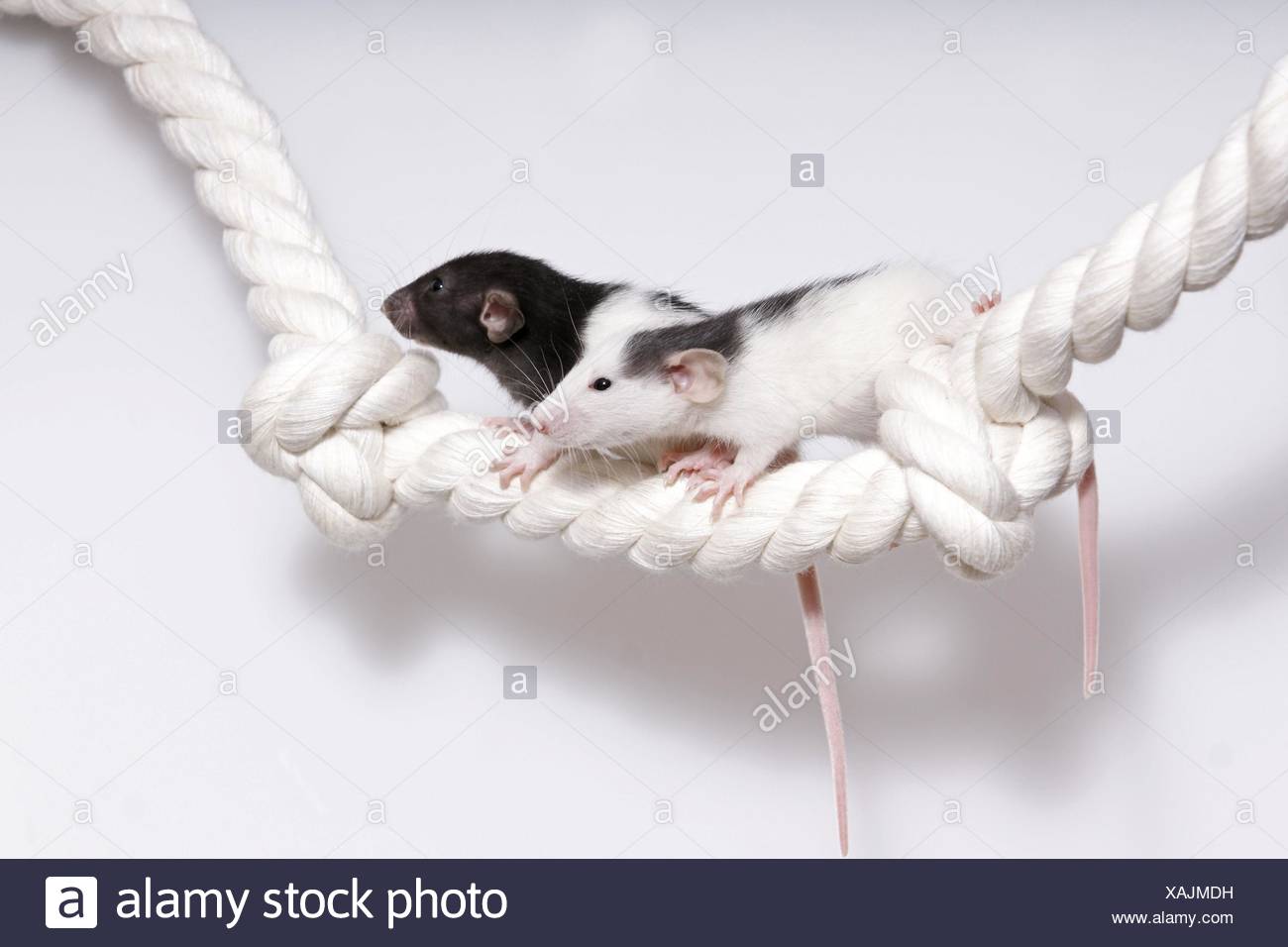 Baby Rats Stockfotos und -bilder Kaufen - Alamy