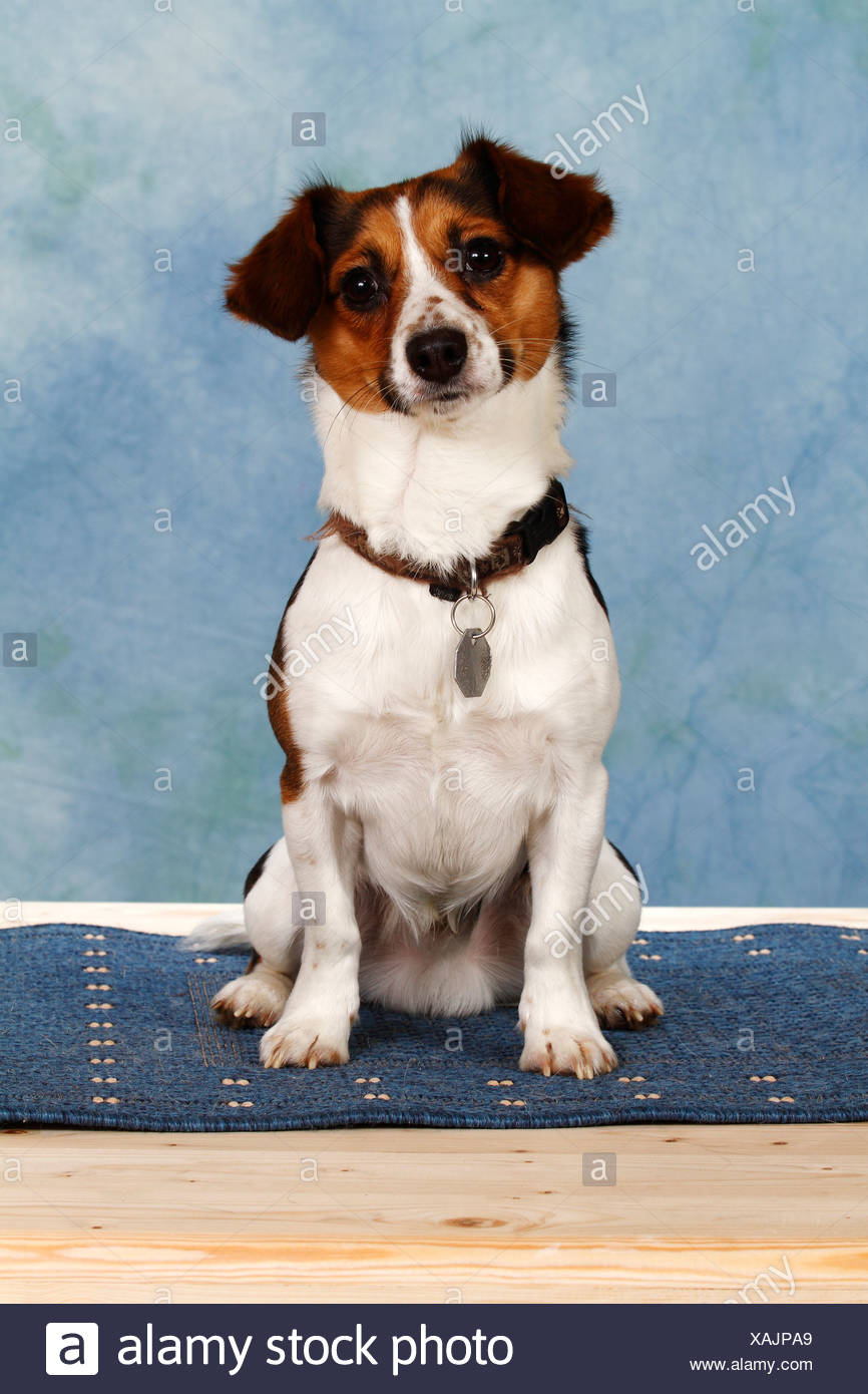 Jack Russel Terrier Mix, sitzen Stockfotografie Alamy Jack Russel Terrier Stockfotografie Alamy