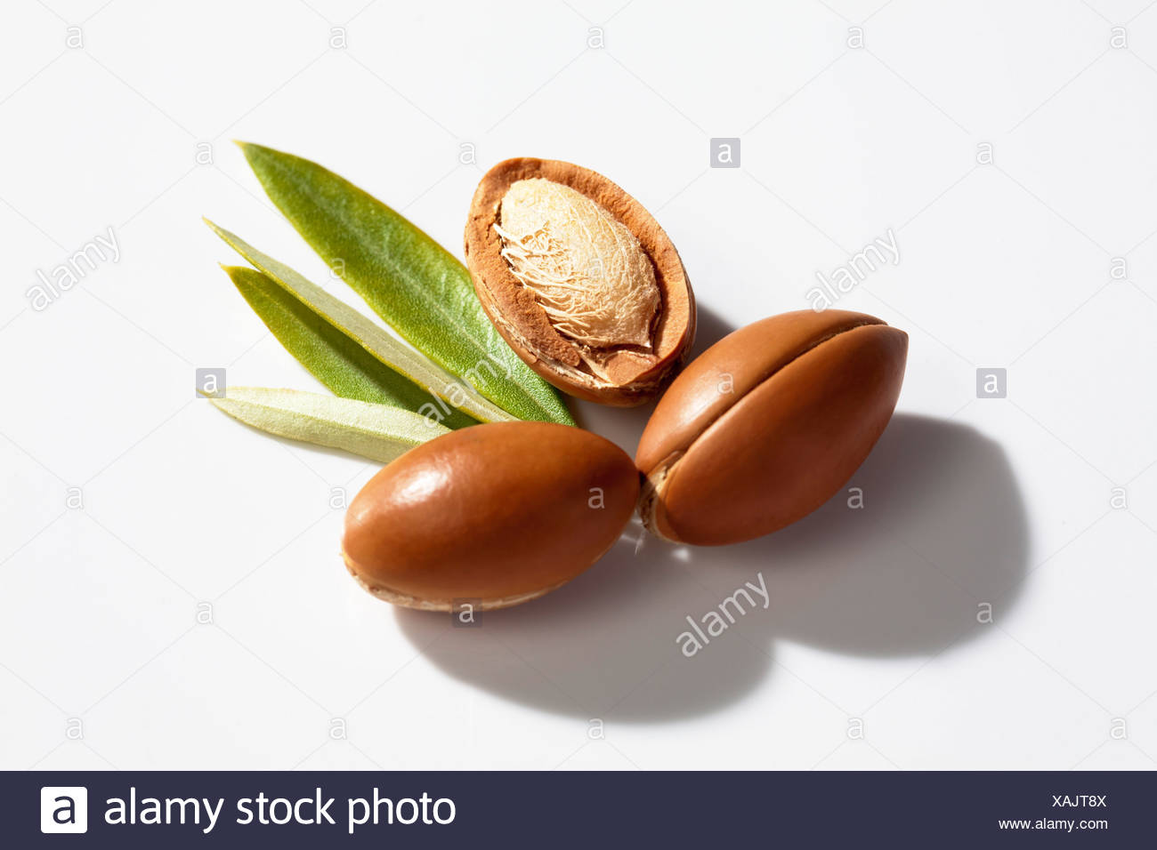 Argan Nussen Und Blattern Vom Arganbaum Argania Spinosa Stockfotografie Alamy