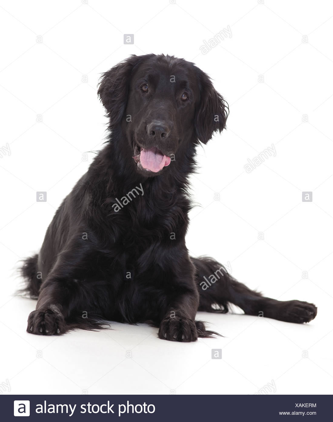 Flat Coated Retriever Erwachsener Hund liegend Studio Bild vor weißem