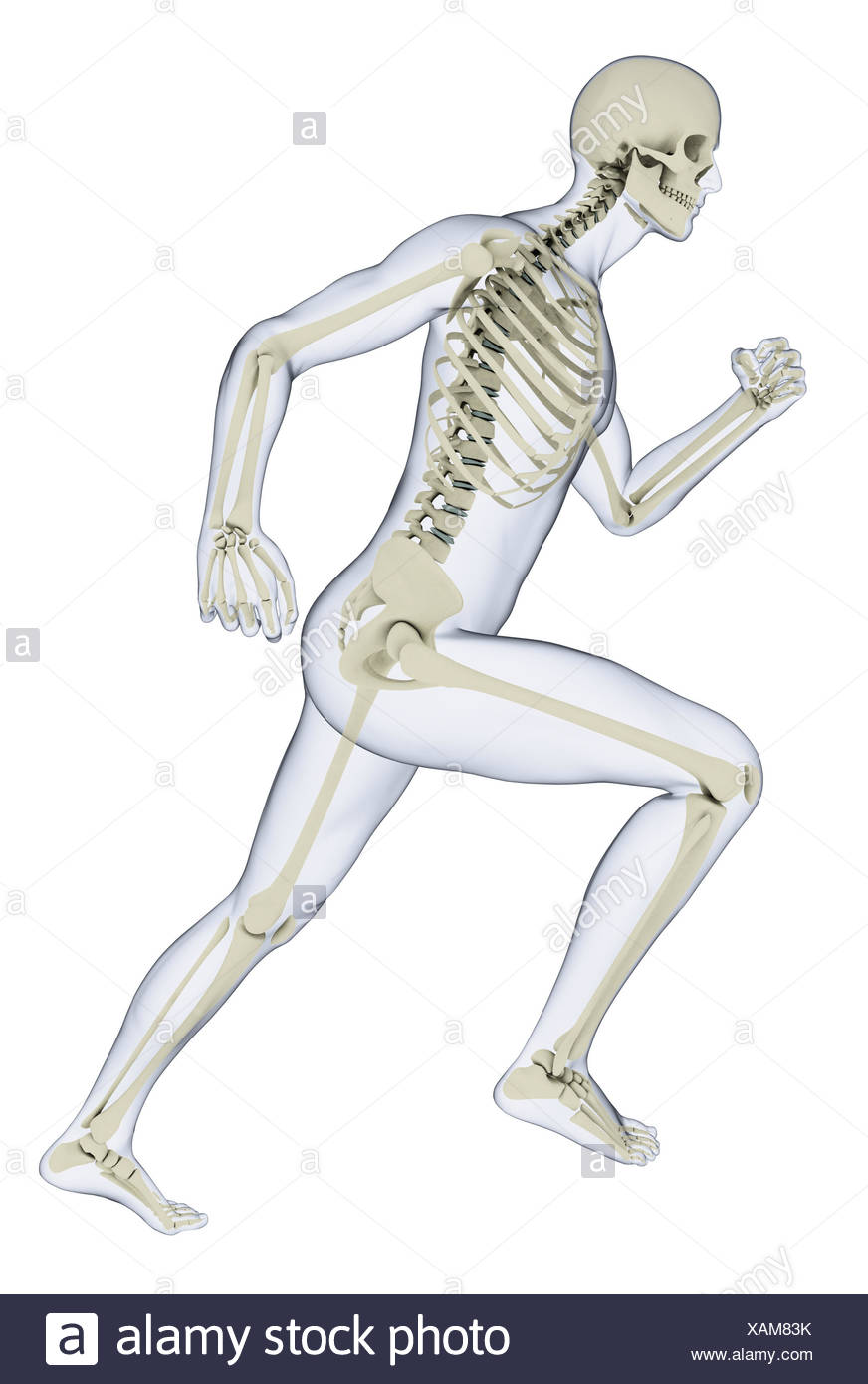 Skelett Stockfotos & Skelett Bilder Alamy