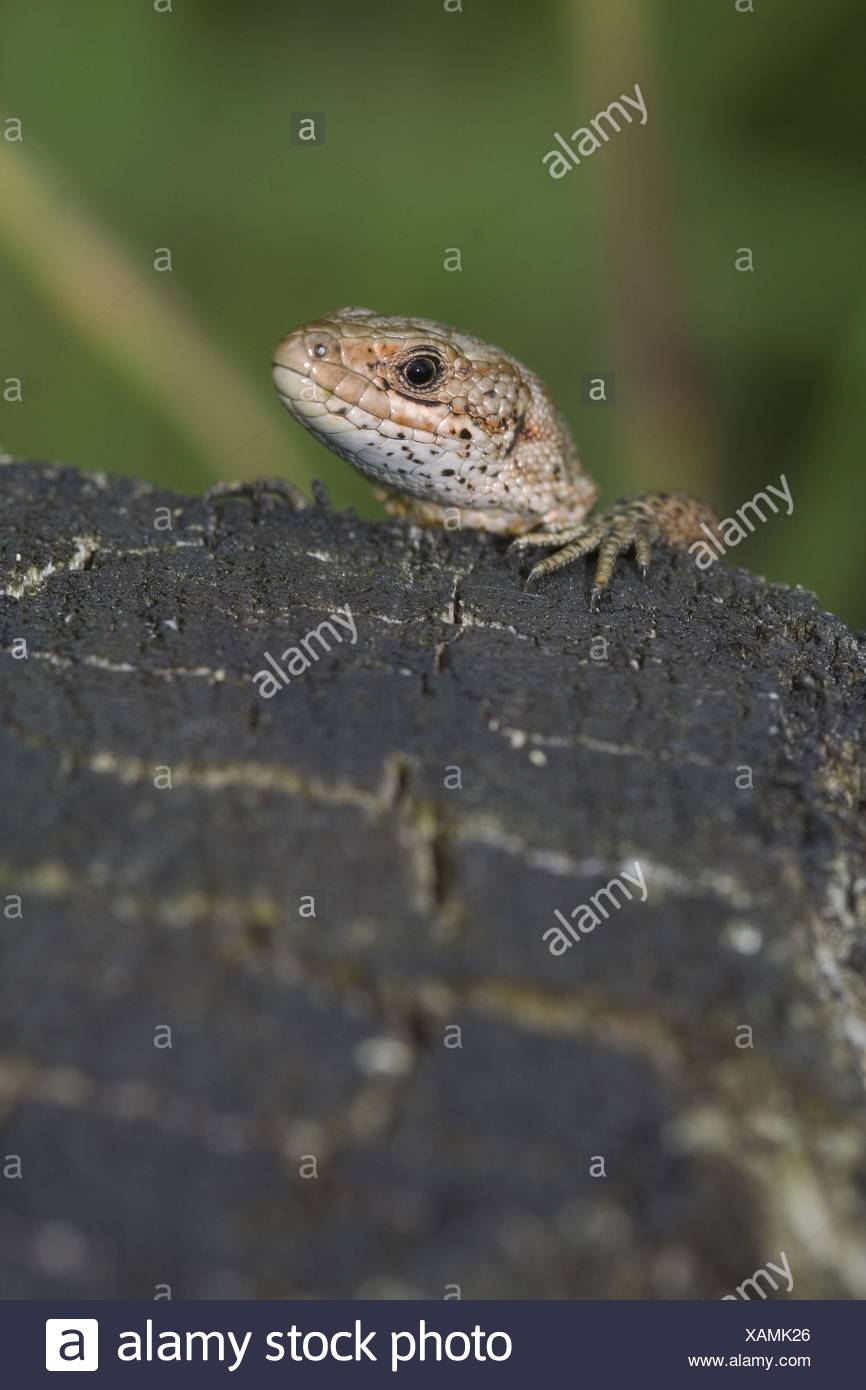 Eidechse Stockfoto