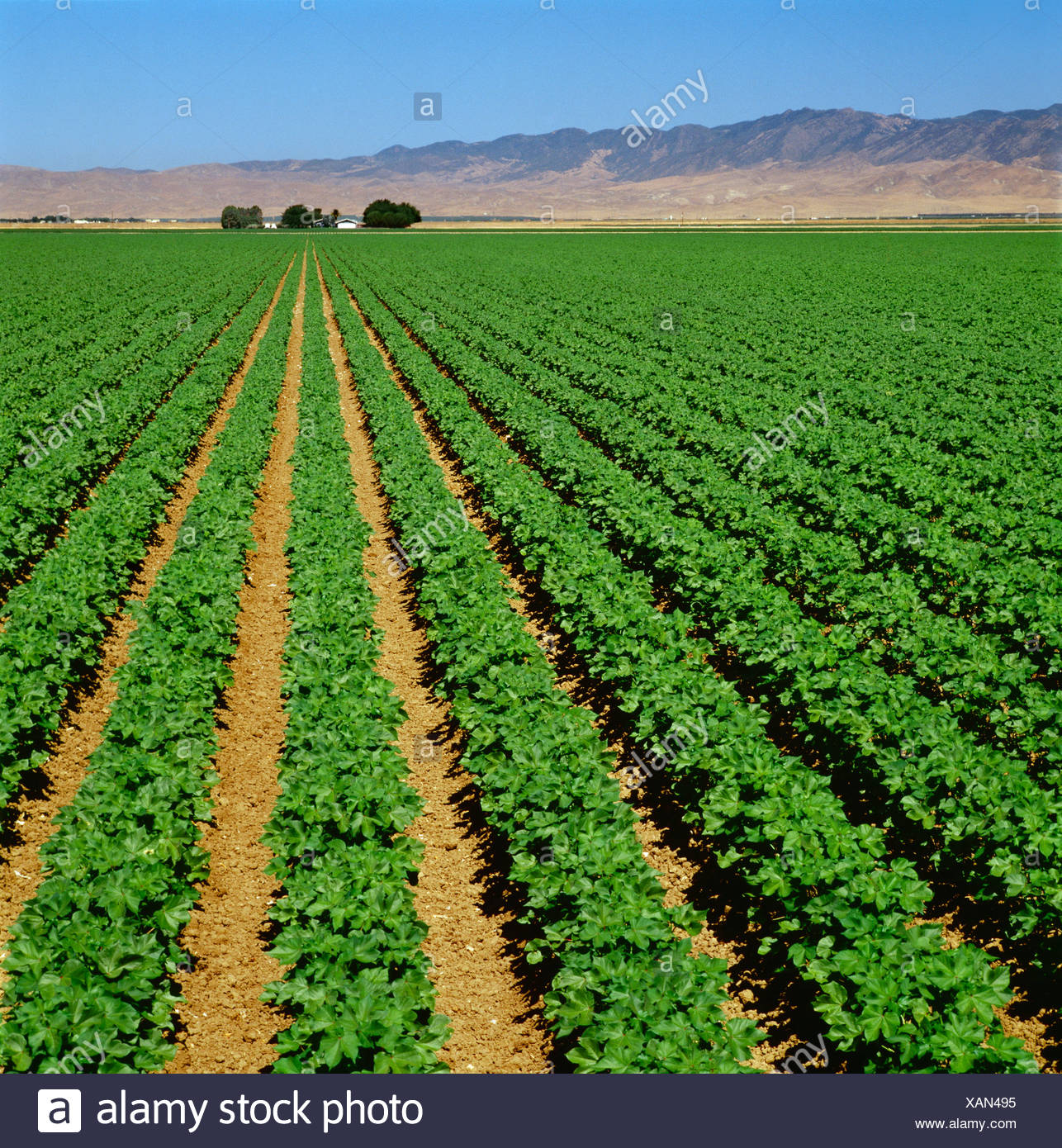Landwirtschaft Mitte Wachstum Pre Blute Buhne Baumwollfeld San Joaquin Valley Kalifornien Usa Stockfotografie Alamy