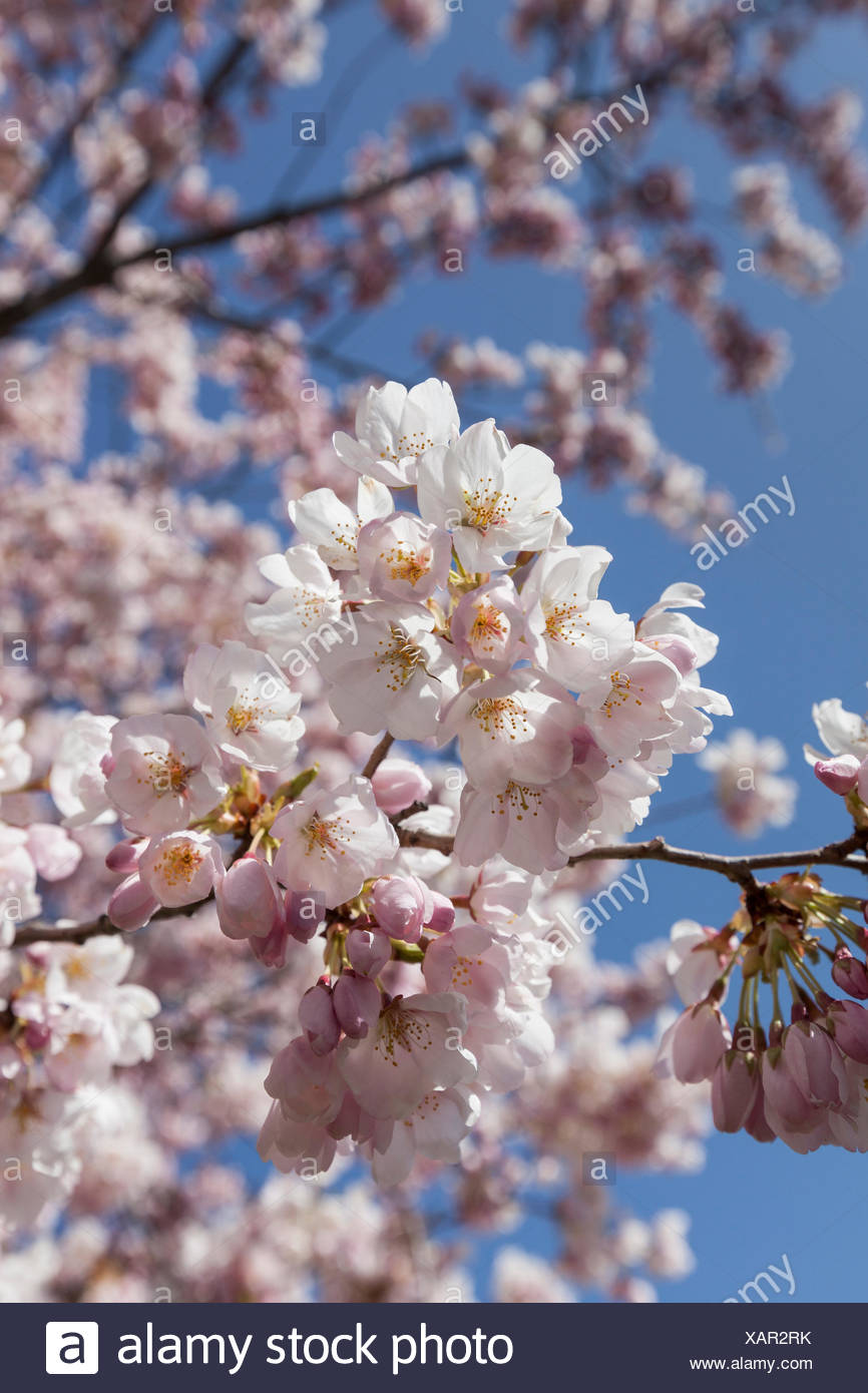 Kirschbaum Bluht Stockfotos Kirschbaum Bluht Bilder Alamy