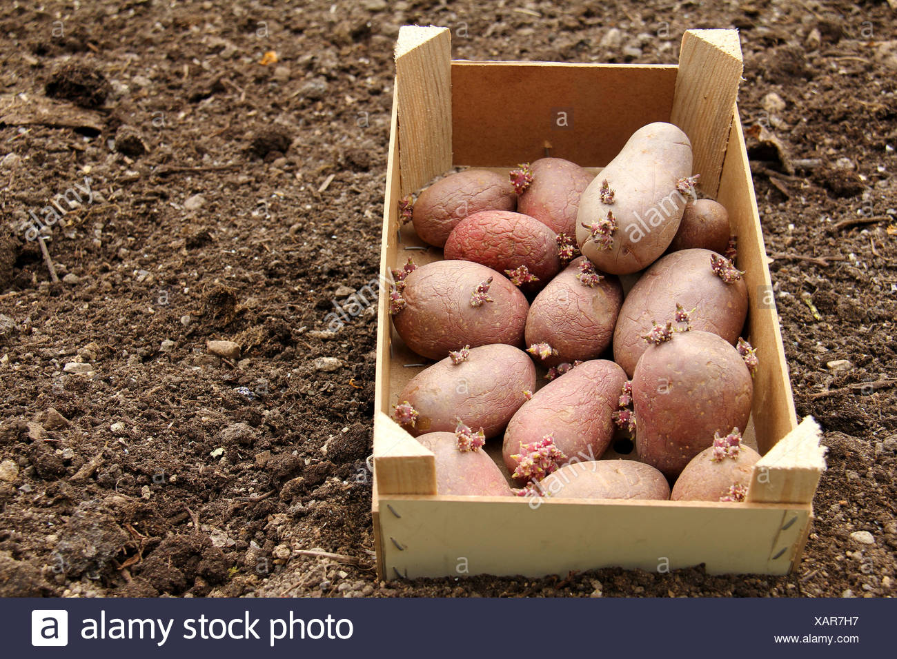 Kartoffeln Pflanzen Stockfoto Bild 282023315 Alamy