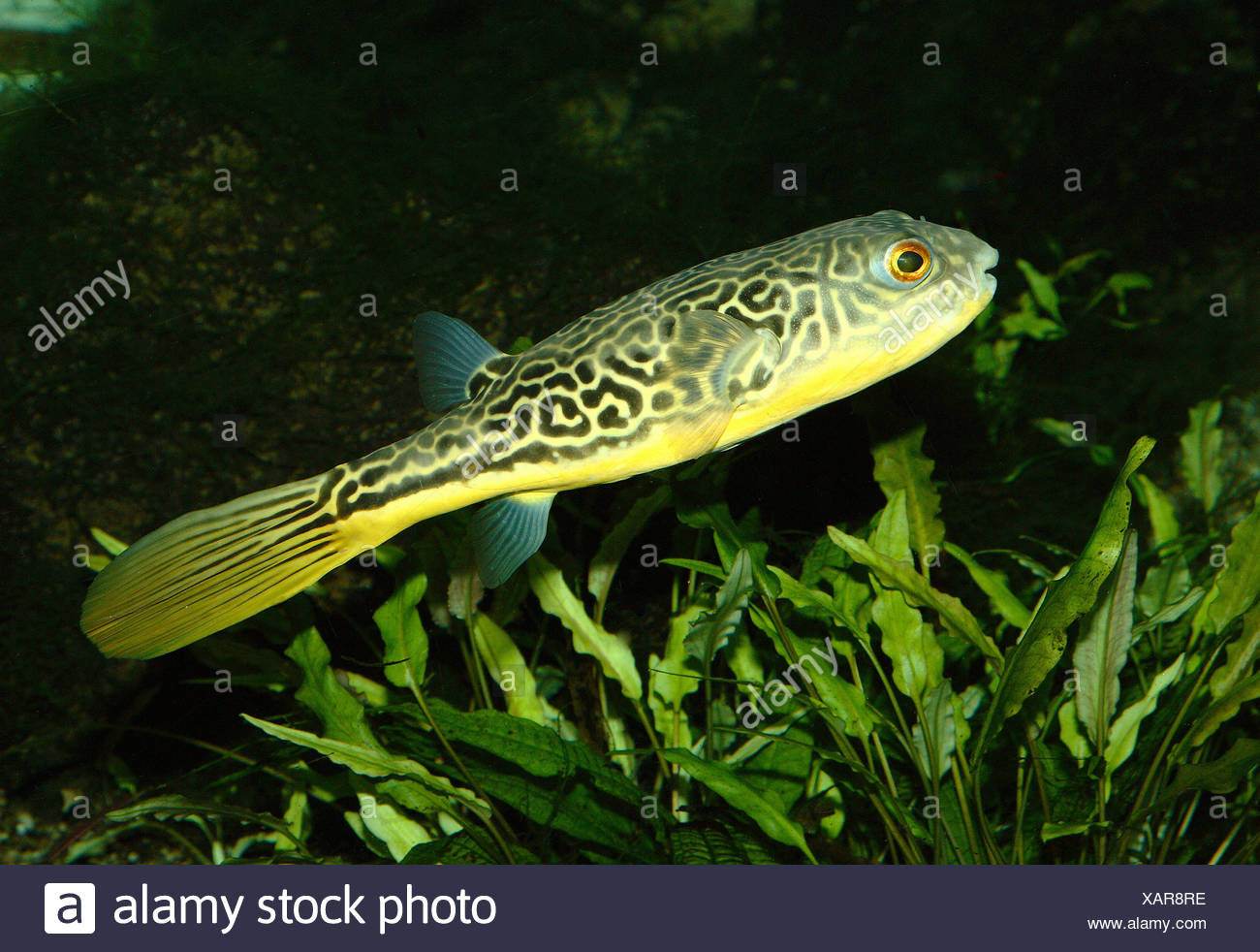 Süßwasser Blowfish Stockfotos und -bilder Kaufen - Alamy