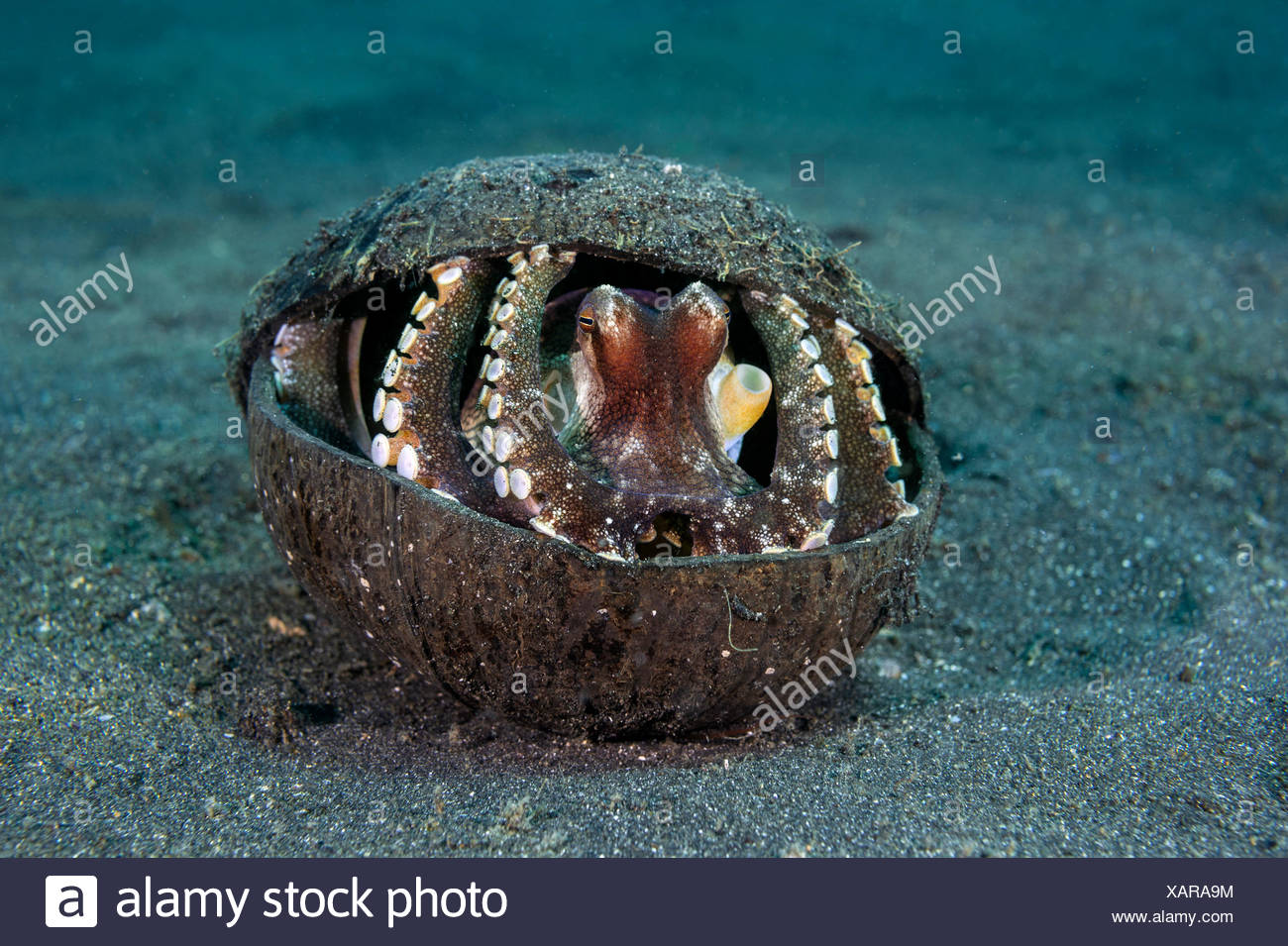 Octopus and coconut shell