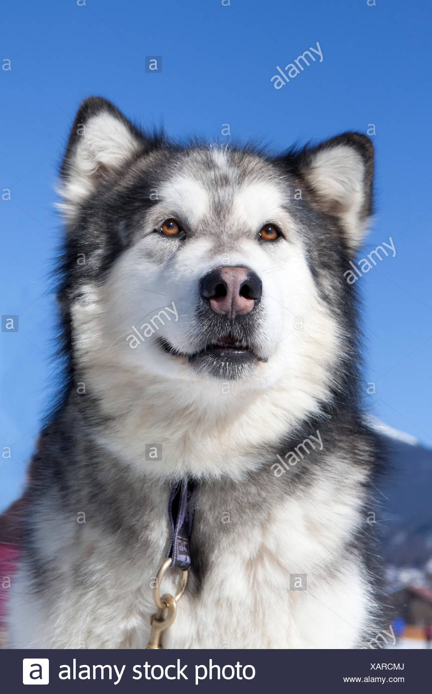 Sled Dog Alaskan Malamute Portrat Stockfotografie Alamy