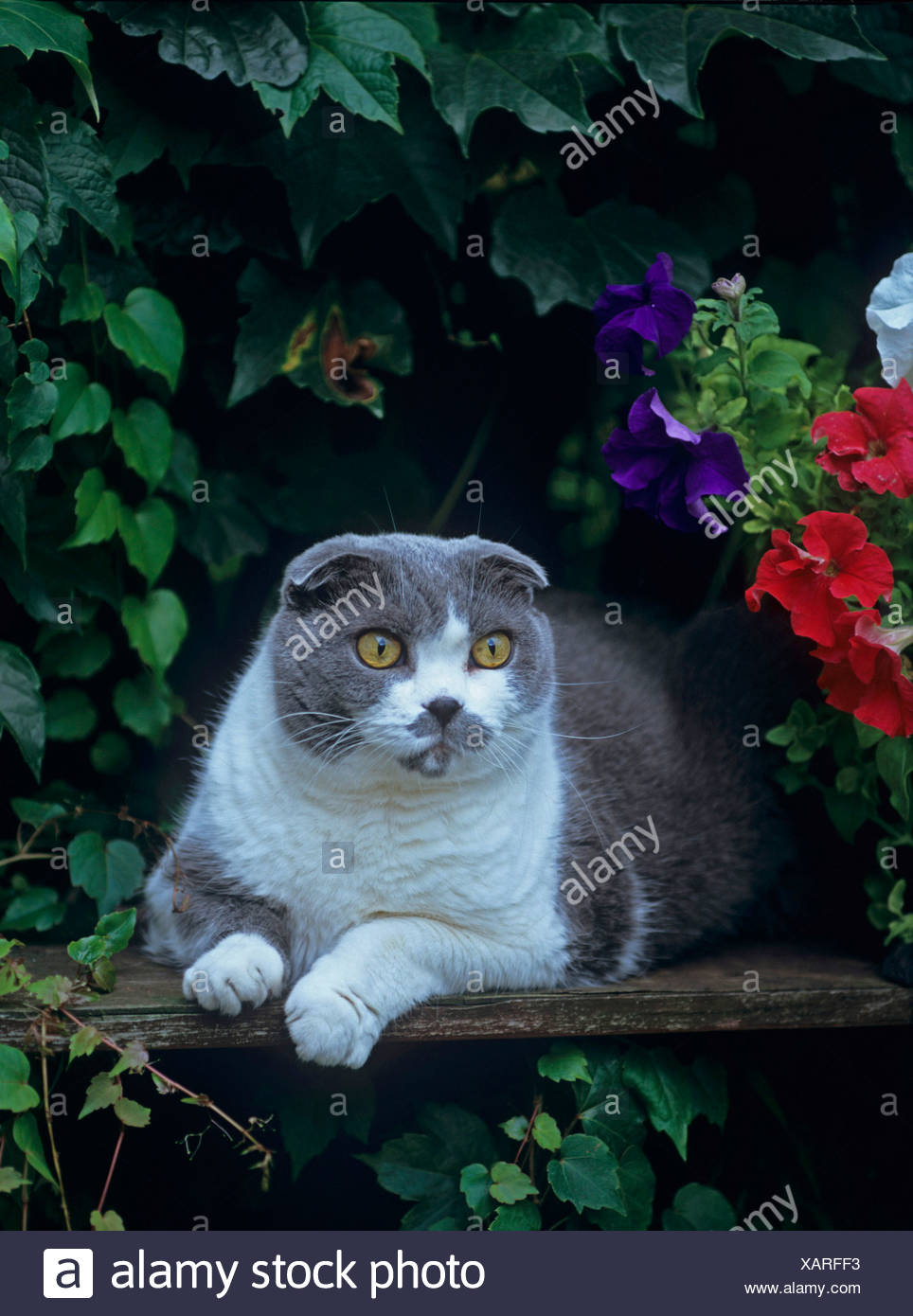 Britisch Kurzhaar Scottish Fold Felis Silvestris F Catus