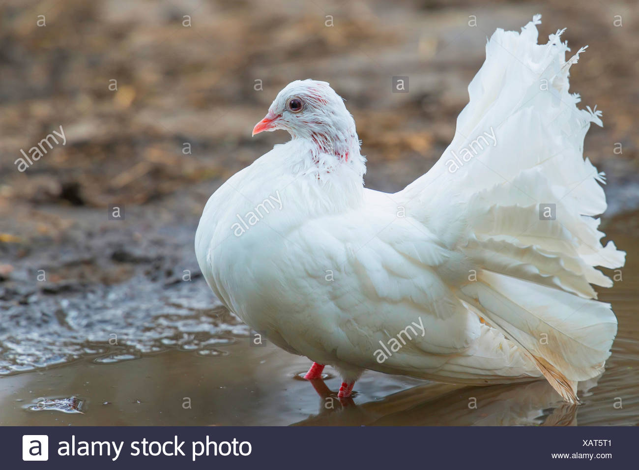 Fantail Tauben Stockfotos Und Bilder Kaufen Alamy