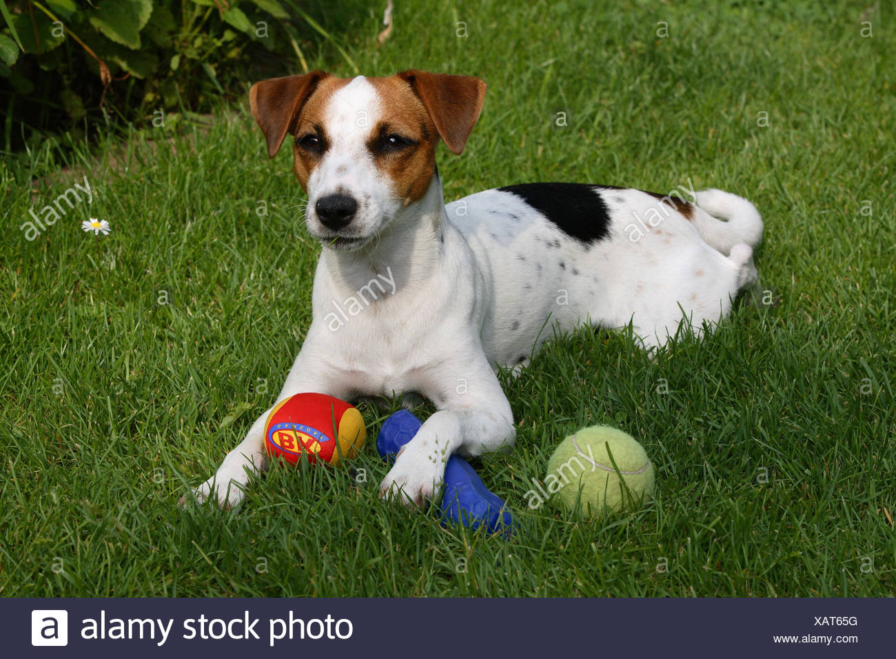 Hund, Jack Russel Terrier, Spielzeug, Wiese, Lüge Hund, Jack Russel Terrier, Spielzeug, Wiese, Lüge