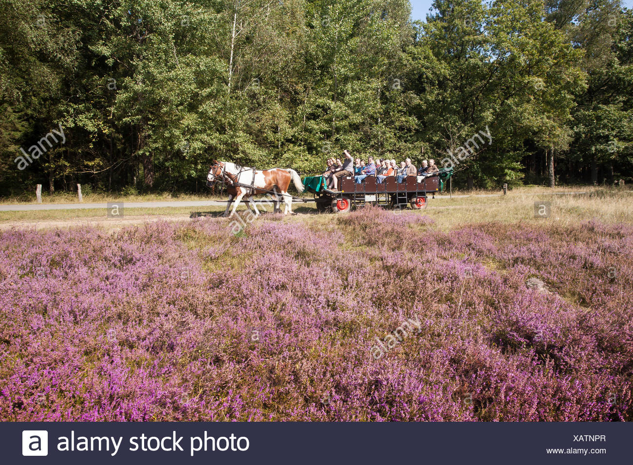 Blute Caluna Deutschland Europa Fauna Moor Heide Bluhen