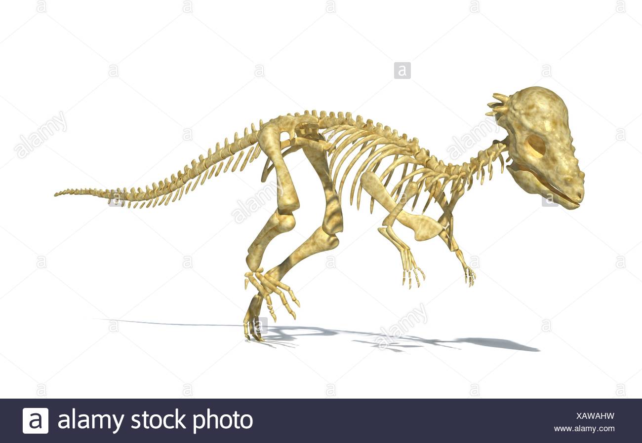 Pachycephalosaurus Dinosaur Stockfotos & Pachycephalosaurus Dinosaur