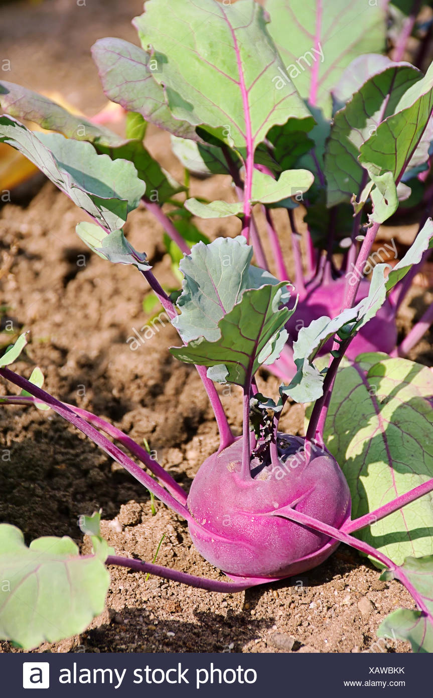 Garten Gemuse Knolle Bett Garten Kohlrabi Ernte Essen