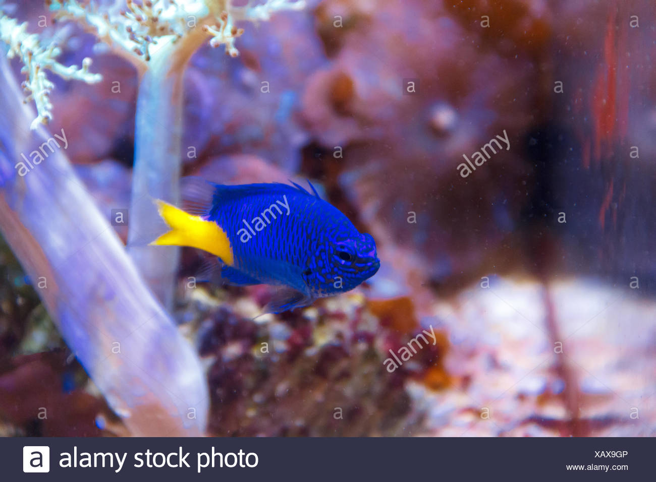 Ein blauer Fisch mit gelben Schwanz chrysiptera parasema Stockfotografie -  Alamy