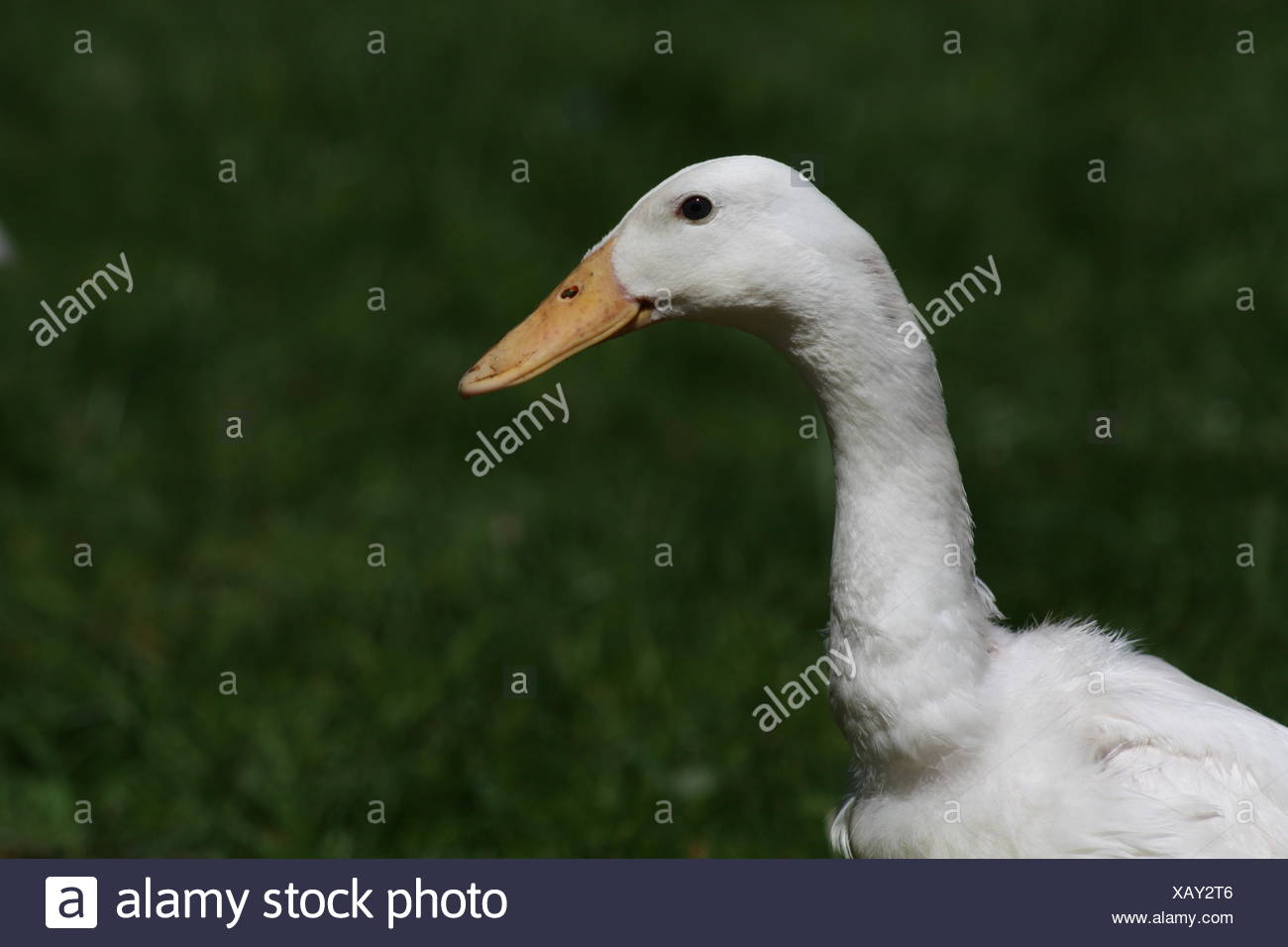 Enten Im Garten Stockfoto Bild 282107398 Alamy