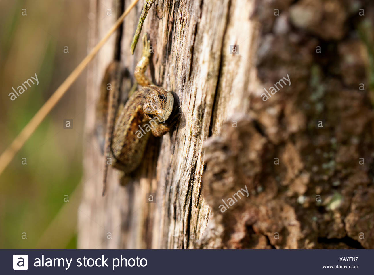 Waldeidechse - Zootoca vivipara Stockfoto