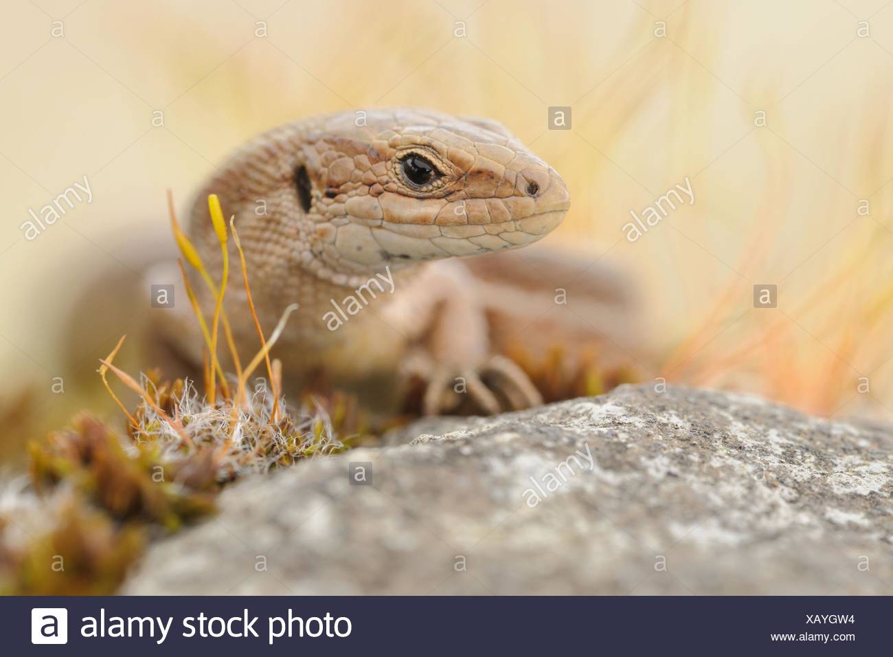 Eidechse Stockfoto