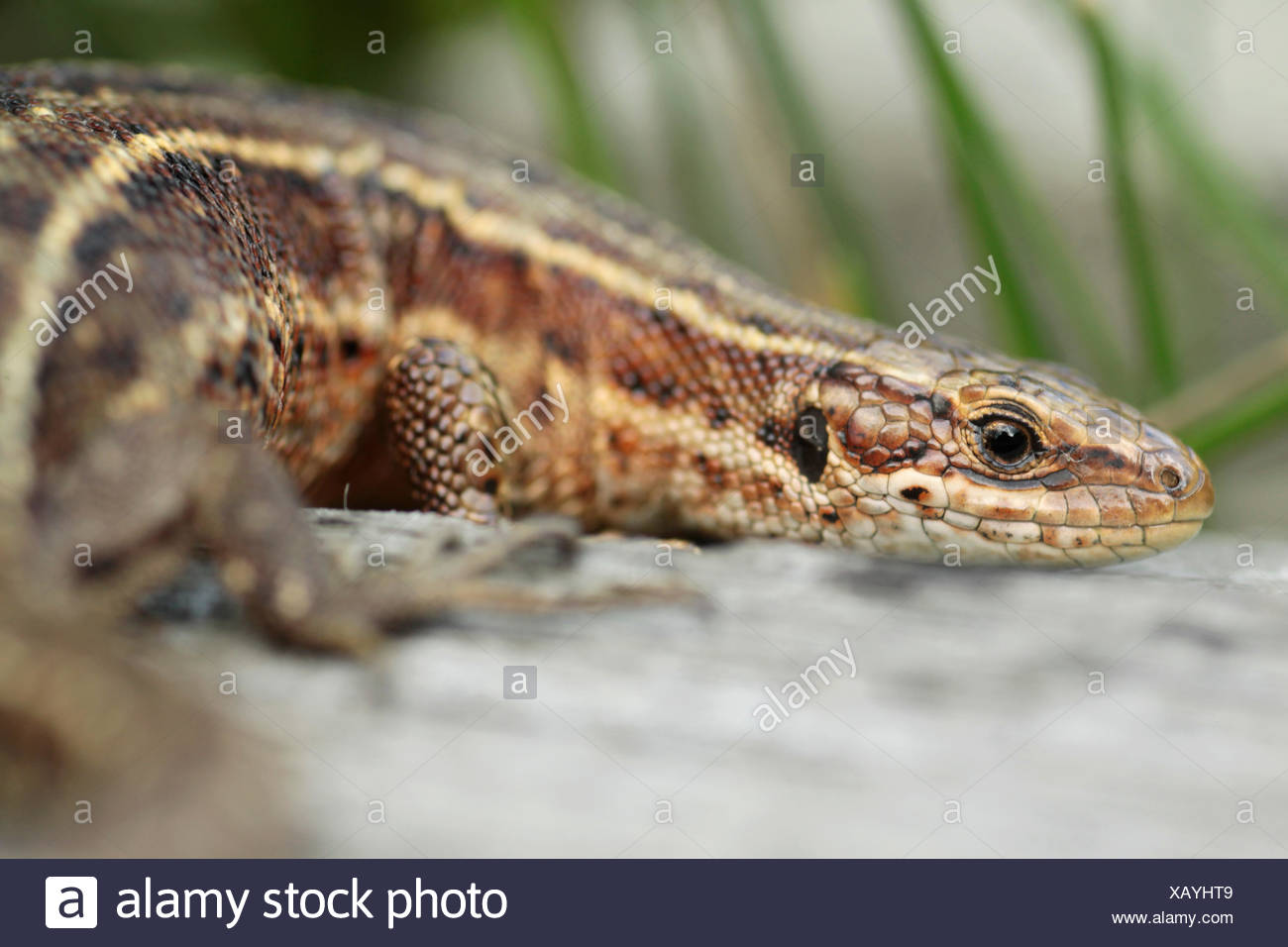 Sonnenbaden lebendgebärend Eidechse Stockfoto