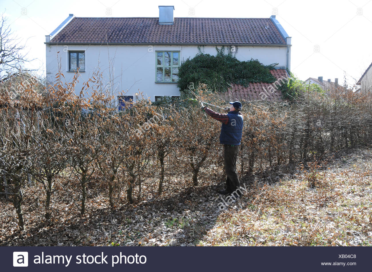Hainbuche Hecke Schneiden Stockfoto Bild 282130584 Alamy