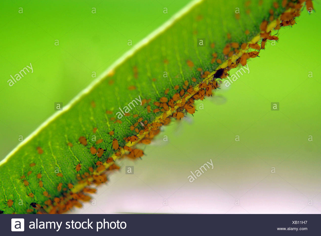 Garten Insekten Plagen Gartenbau Lause Garten Blattlaus Laus