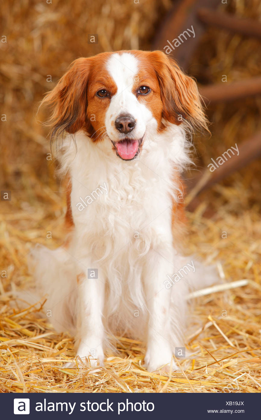 Nederlandse Kooikerhondje Sitzen Im Heu Stockfotografie Alamy