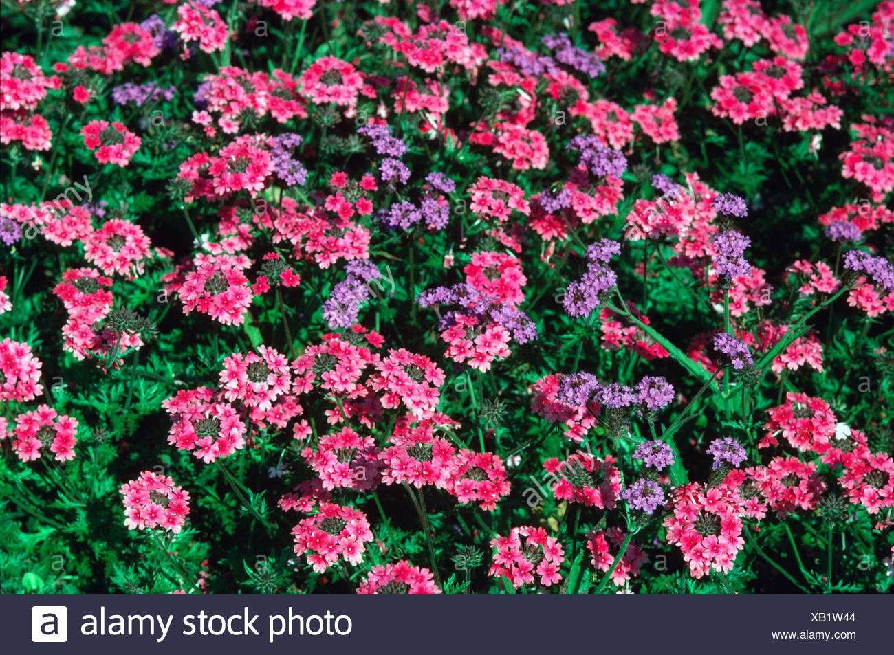Teppich Verbene Stockfotos Teppich Verbene Bilder Alamy