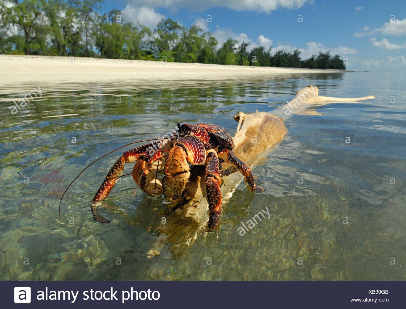 Coconut Crab In Water / Water Juvenile Coconut Crab Relative Hermit Red