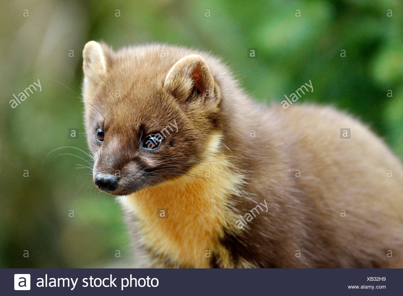 Mustelidae Mustelids Mustelid Ein Tier Im Freien Außerhalb Kiefer