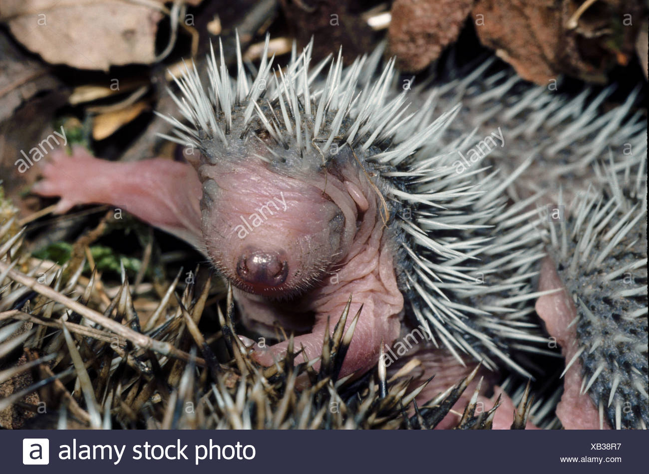 Igel Nest Stockfotos und bilder Kaufen Alamy