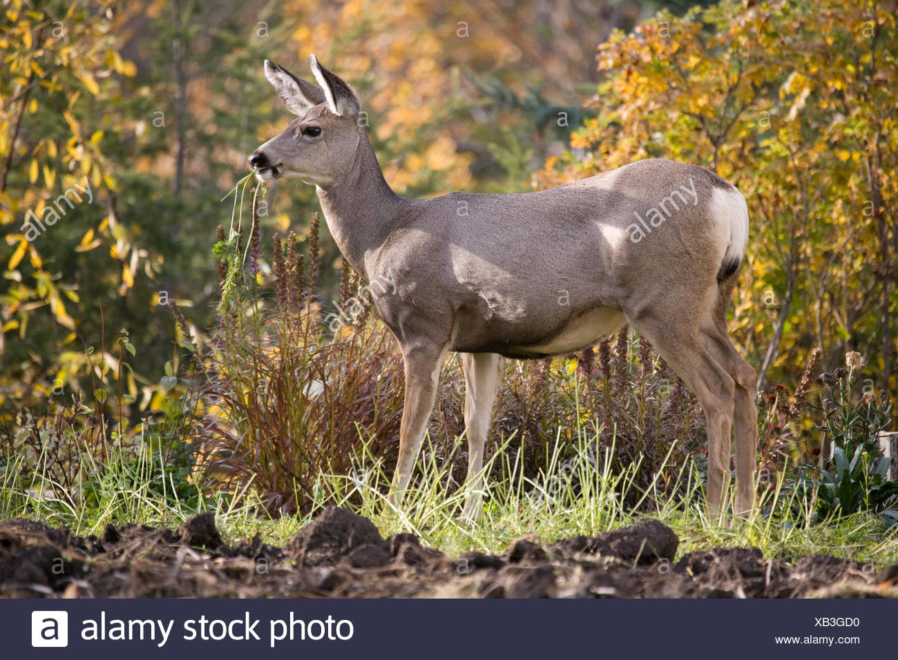 Rehe Im Garten Stockfoto Bild 282205868 Alamy