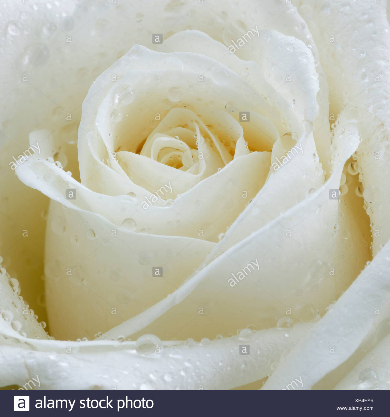 Blume Blumen Blute Blute Blute Gedeihen Detail Makro Nahaufnahme Regentropfen Rose Rosenbluten Tropfen Wassertropfen Von Wasser Weiss Stockfotografie Alamy