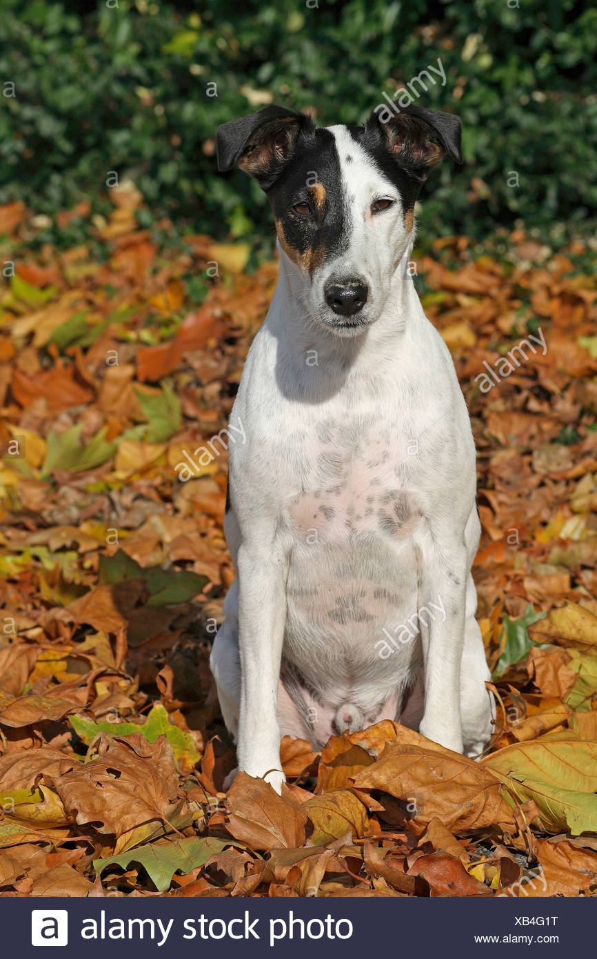 Kurzhaar Foxterrier Hundesitting Im Laub Stockfotografie Alamy