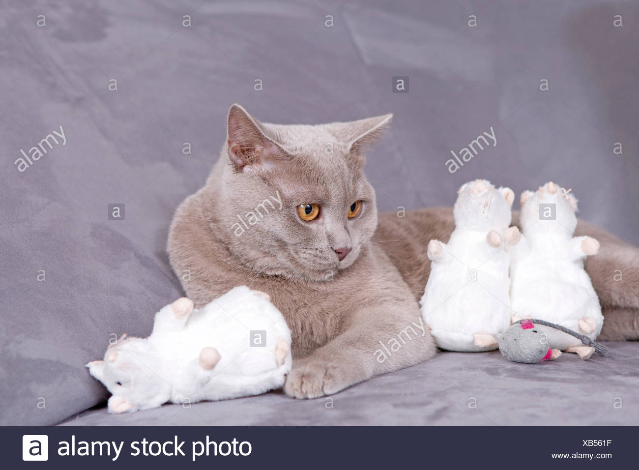 Typvoller Britisch Kurzhaar Colourpoint Deckkater Blue Point