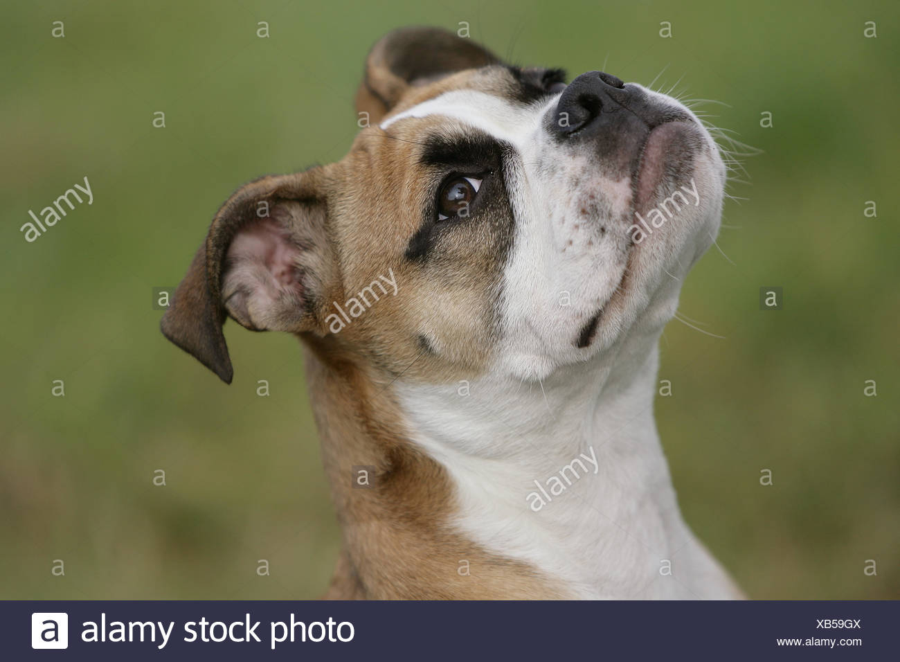 Hund Welpe Bulldog Pedigree Hund Glanz Erstrahlt Lucent Helle