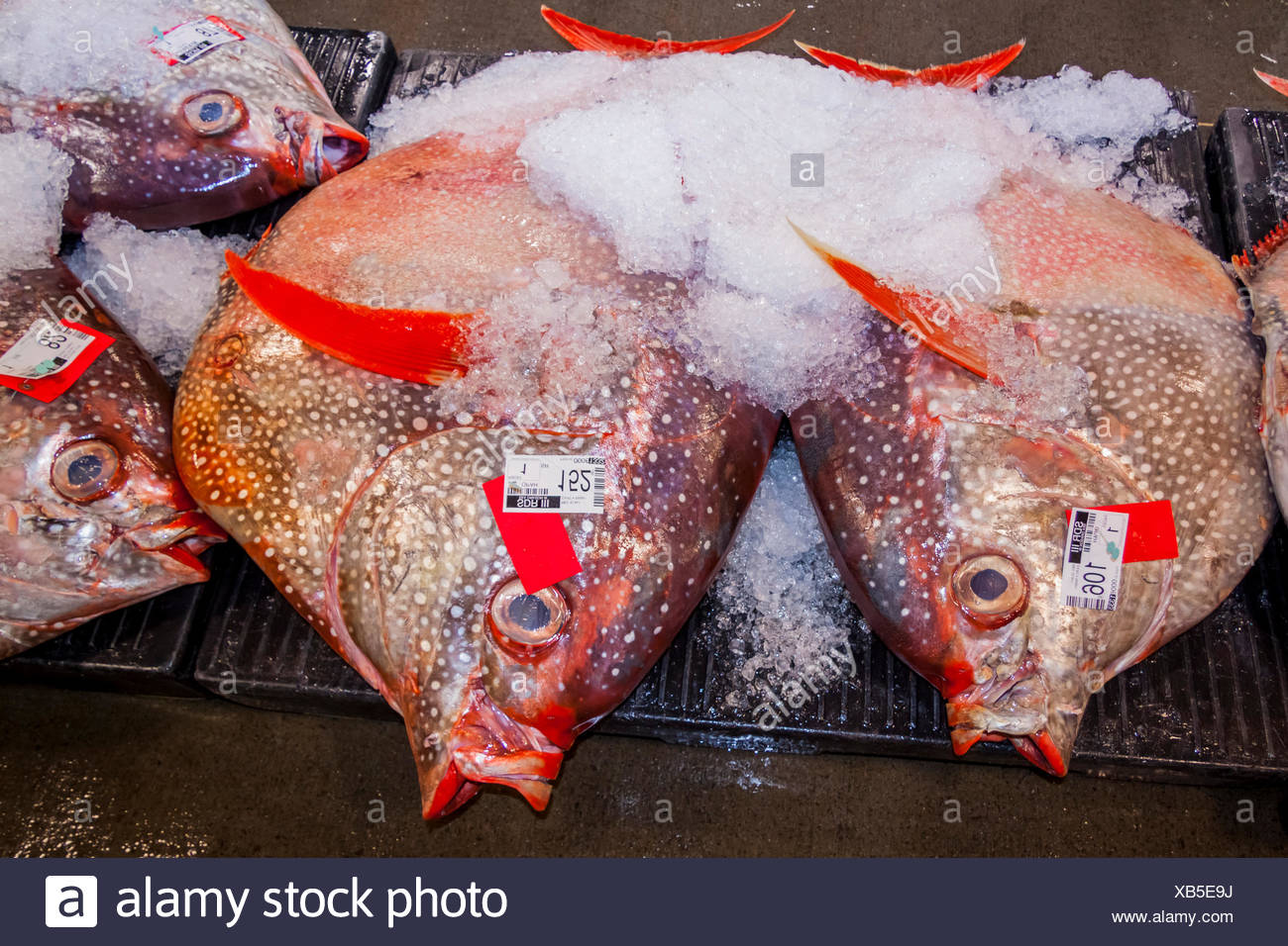 Moonfish bei Fischauktion, Lampris Guttatus, Hawaii, USA Stockfoto