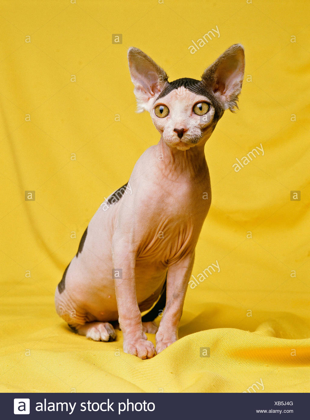 Tier Haustier Haustier Katze Rasse Persische Porträt