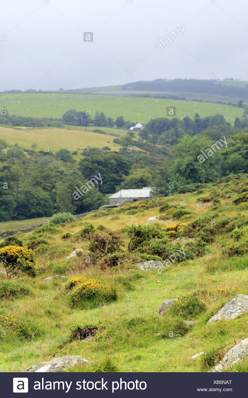 Grossbritannien Dartmoor Devon Hugellandschaft Sommer England Landschaft Vegetation Bauernhof Wiesen Schafe Landwirtschaft Natur Draussen Stockfotografie Alamy