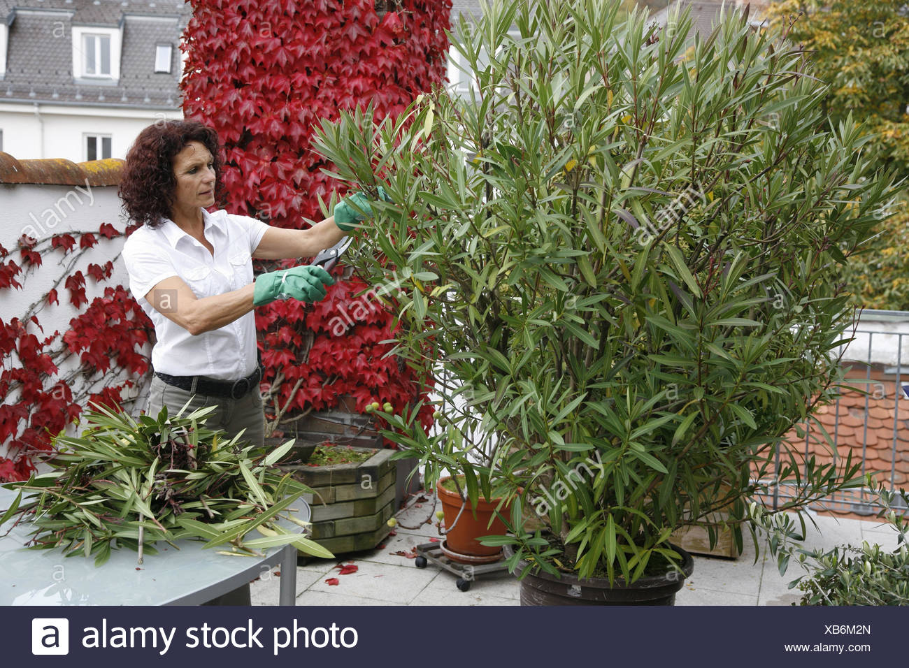 Dachterrasse Frau Oleander Beschneiden Wand Wilde Rebe