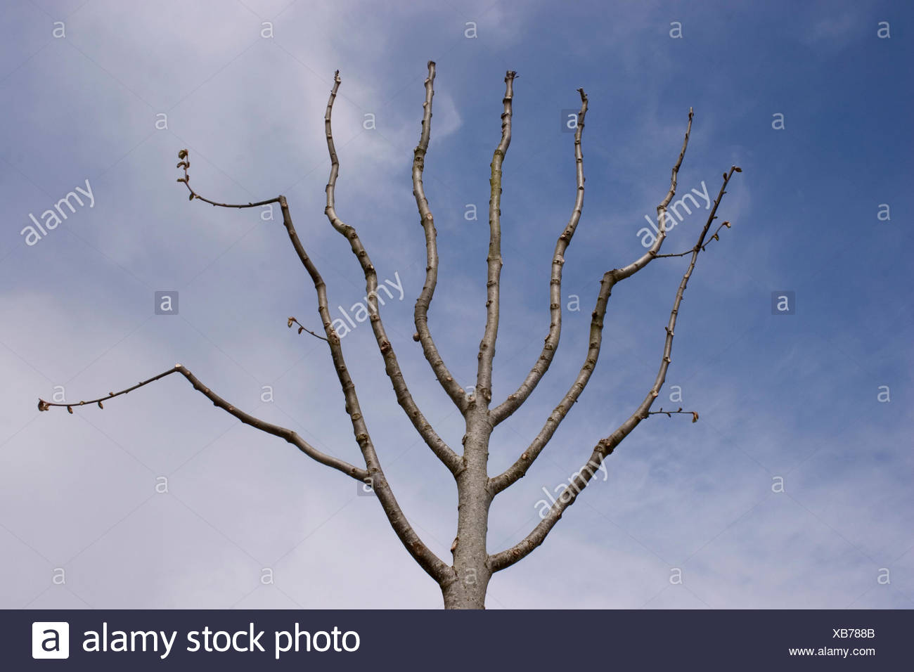 Baum Zweige Beschneiden Stockfoto Bild 282287275 Alamy