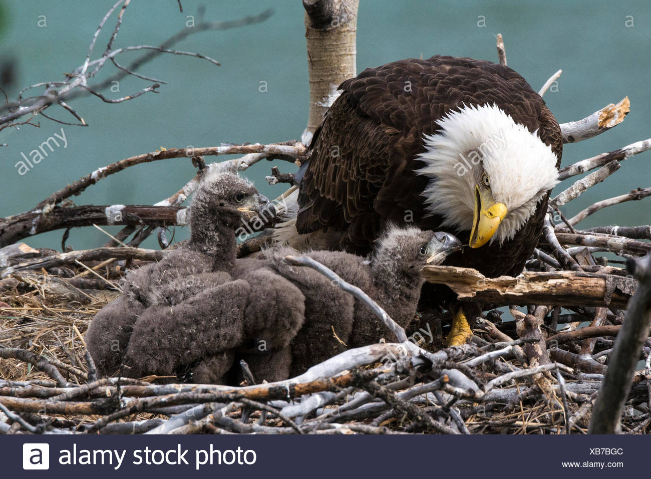 weisskopfseeadler-jungtier-stockfotos-und-bilder-kaufen-alamy