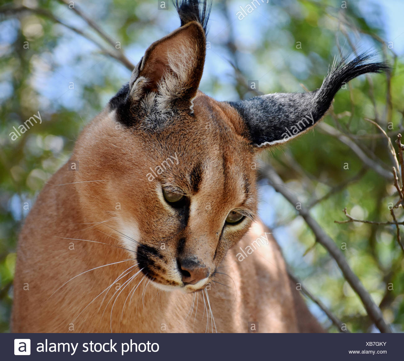 Caracal Caracal Caracal Stockfotos und bilder Kaufen Alamy