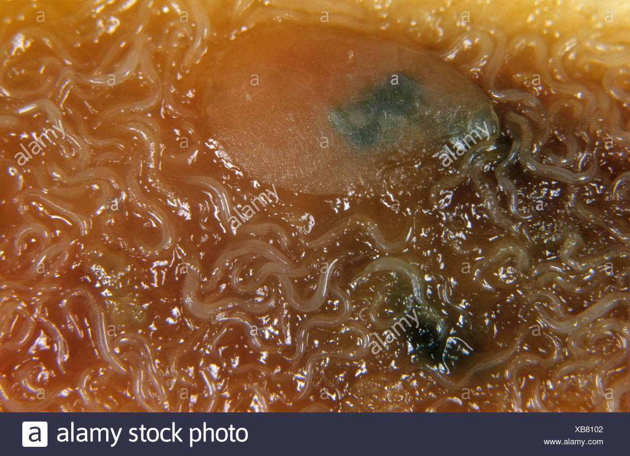 Phasmarhabditis Hermaphrodita Stockfotos und -bilder Kaufen - Alamy