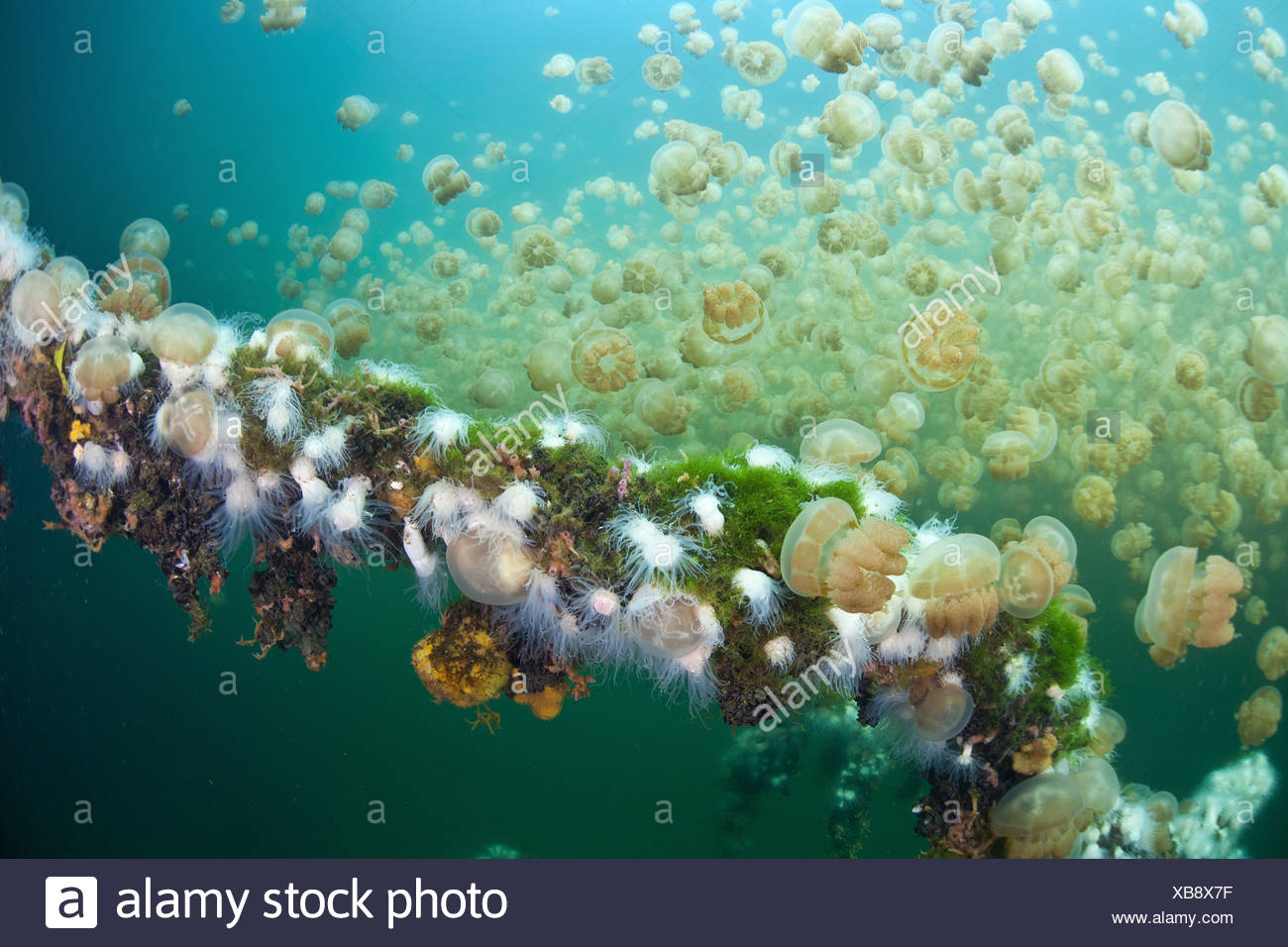 Endemische Anemonen ernähren sich von Quallen Mastigias, Entacmaea Medusivora, Mastigias Papua Etpisonii, Mikronesien, Palau Stockfoto