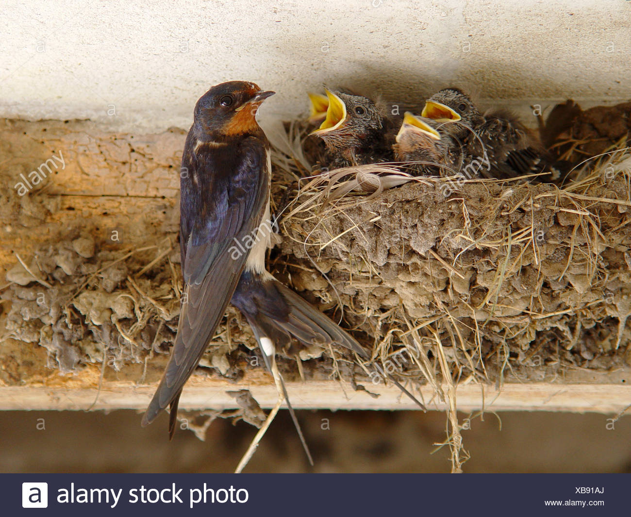 Vogel Vogel Nisten Futter Schlucken Singvogel Bobolinks Schornstein Schwalbe Jungtauben Vogel Stockfotografie Alamy