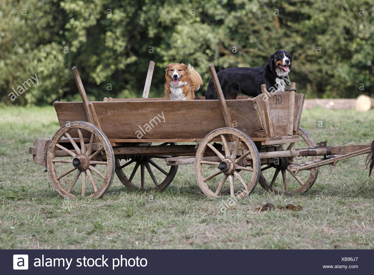 Hunde Auf Einem Wagen Stockfoto Bild 282329887 Alamy