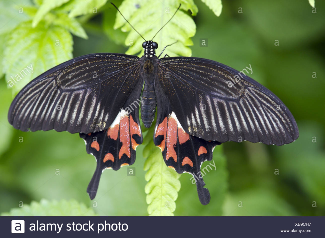 Blatt Kleiner Mormone Papilio Polytes Tier Insekt Schmetterling Schwalbenschwanz Schmetterlinge Ublichen Mormone Flugel Schwarz Rote Muster Konzept Stockfotografie Alamy