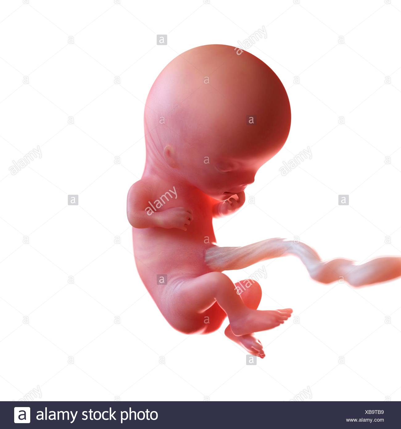 Menschlichen Fotus Alter 11 Wochen Abbildung Stockfotografie Alamy
